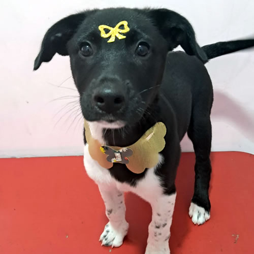 Cão maltês após banho e tosa