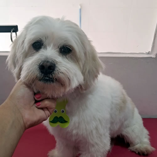 Cão com sensibilidade de pele