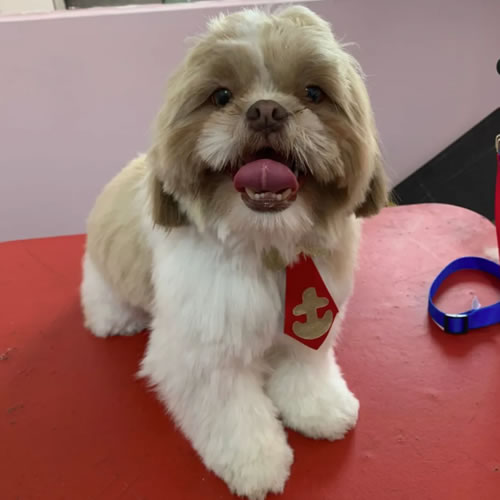 Poodle com tosa criativa